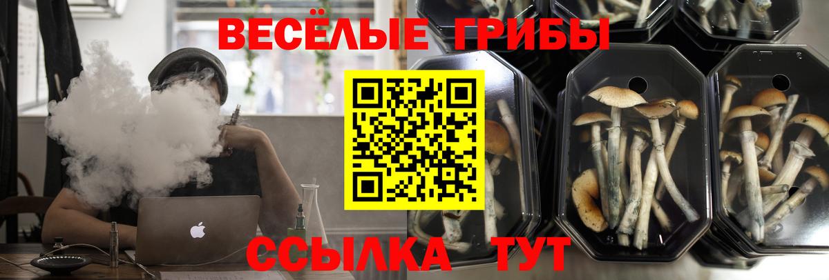 Галлюциногенные грибы Psilocybe Балахна